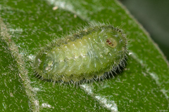 Arawacus separata