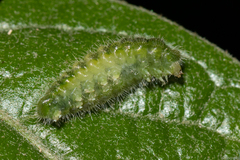Arawacus separata