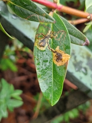 Ectoedemia septembrella