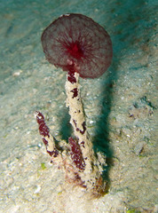 Oceanapia sagittaria