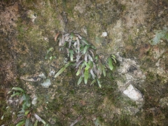 Notogrammitis ciliata