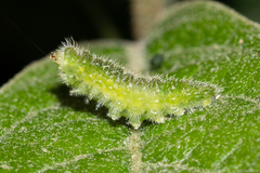 Arawacus separata