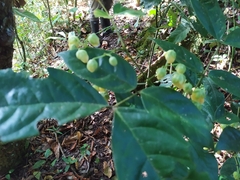 Senna bacillaris benthamiana