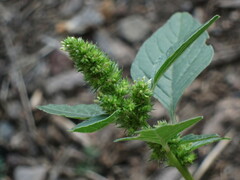 Amaranthus powellii