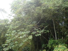 Cecropia schreberiana