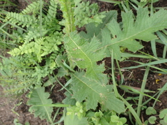 Berkheya umbellata