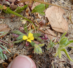 Camissoniopsis micrantha