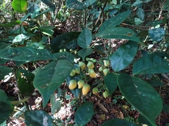 Senna bacillaris benthamiana