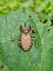 Menenotus diminutus