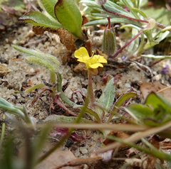 Camissoniopsis micrantha