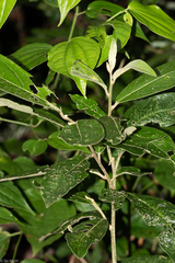 Arawacus separata