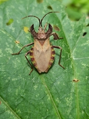 Menenotus diminutus