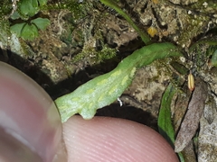 Notogrammitis ciliata