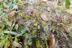 Camissoniopsis micrantha