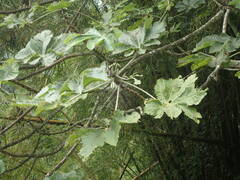 Cecropia schreberiana
