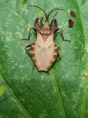 Menenotus diminutus