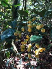 Senna bacillaris benthamiana