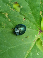 Cyrtonota