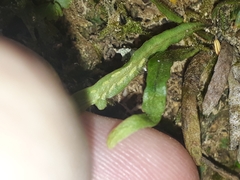 Notogrammitis ciliata