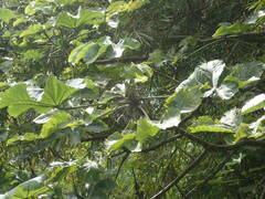 Cecropia schreberiana