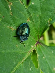Cyrtonota