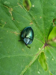 Cyrtonota