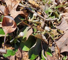Antennaria solitaria