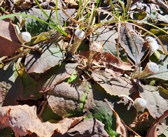 Antennaria solitaria