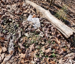 Antennaria solitaria