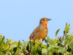 Macronyx capensis