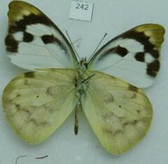 Pieridae