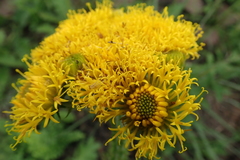 Berkheya umbellata
