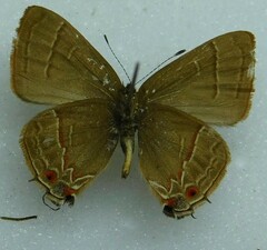 Lycaenidae