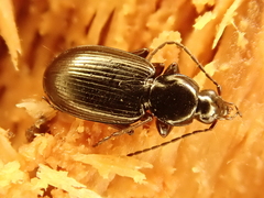 Agonum fuliginosum