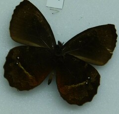 Satyrinae