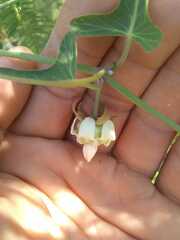 Araujia angustifolia