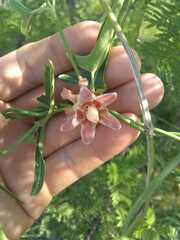 Araujia angustifolia