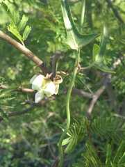 Araujia angustifolia