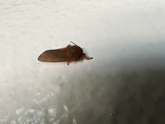 Thoscora