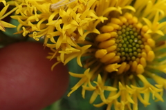 Berkheya umbellata