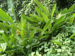 Heliconia psittacorum