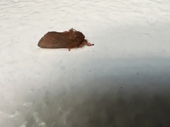 Thoscora