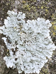 Heterodermia albicans