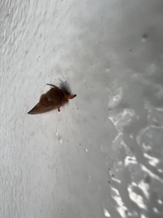 Thoscora