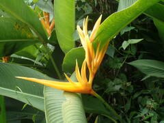 Heliconia psittacorum