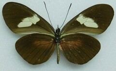 Heliconius himera