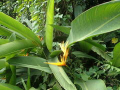 Heliconia psittacorum