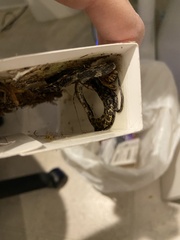 Pantherophis alleghaniensis