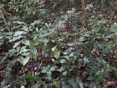 Costus pictus