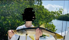 Centropomus undecimalis